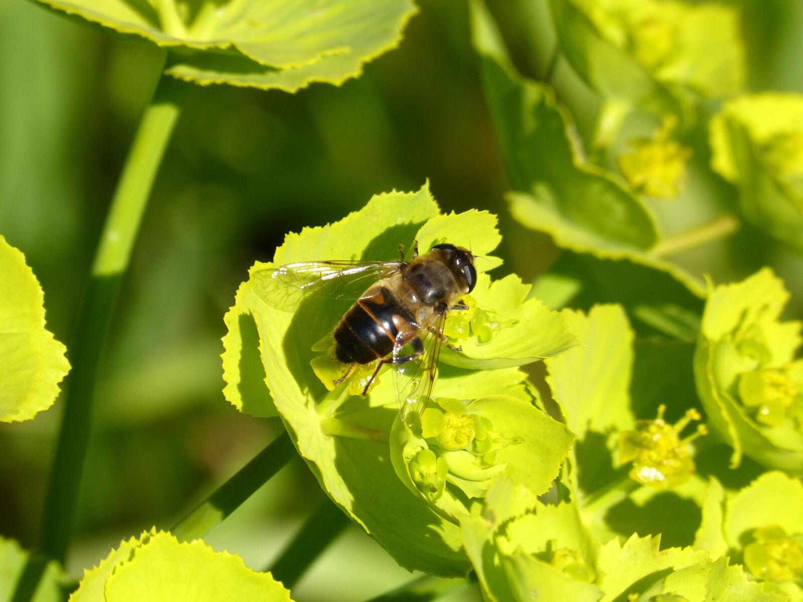 Panasonic DMC-FZ62 sample photo. Hoverfly, false bee, flower photography