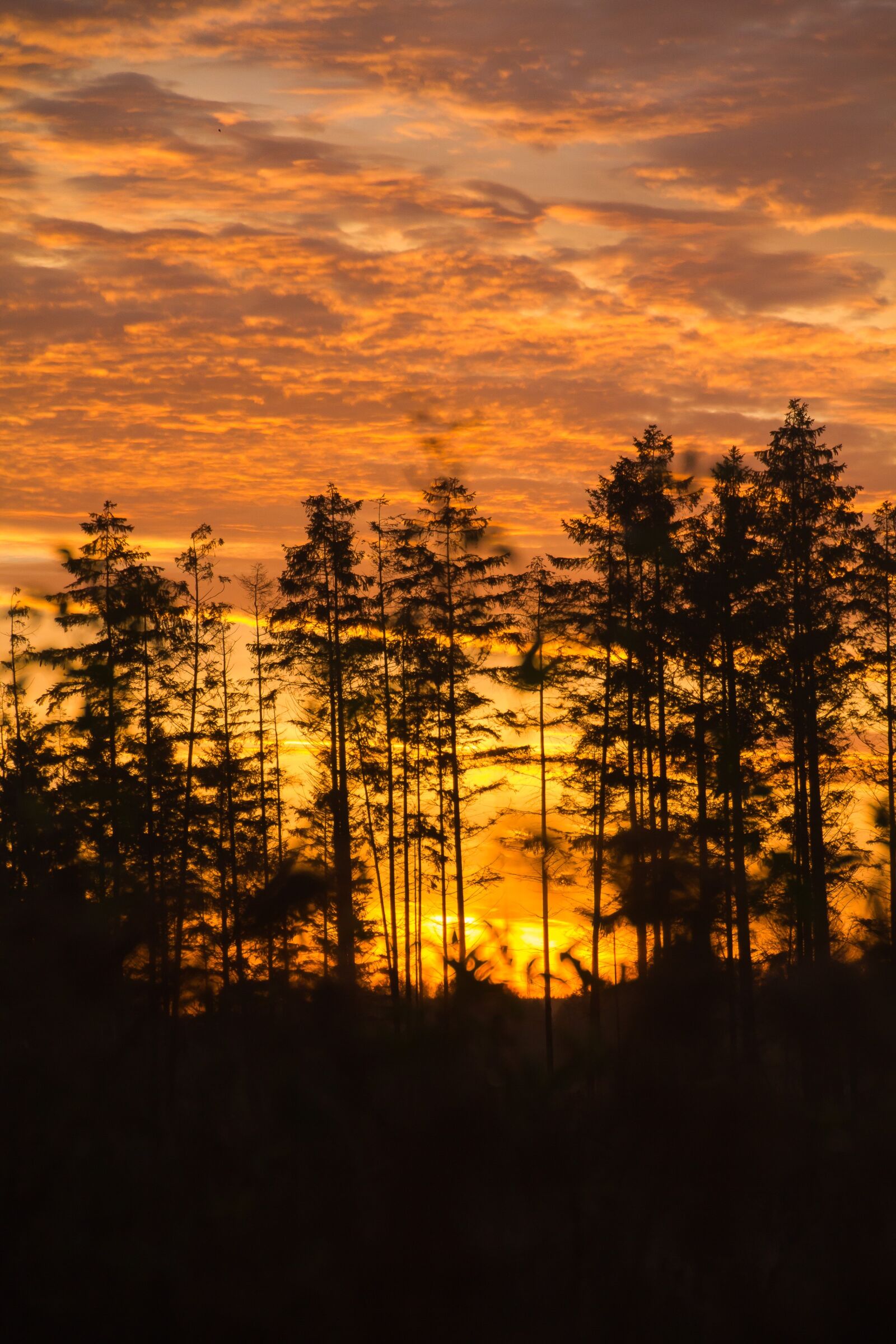 Canon EOS 550D (EOS Rebel T2i / EOS Kiss X4) sample photo. Morning sun, åmosen, sunrise photography