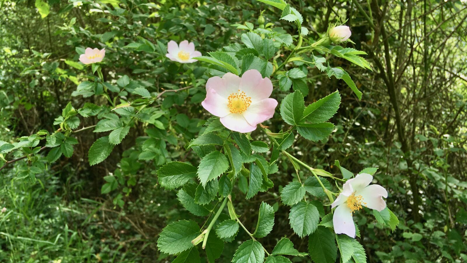 iPhone SE back camera 4.15mm f/2.2 sample photo. Flower, forest, nature photography