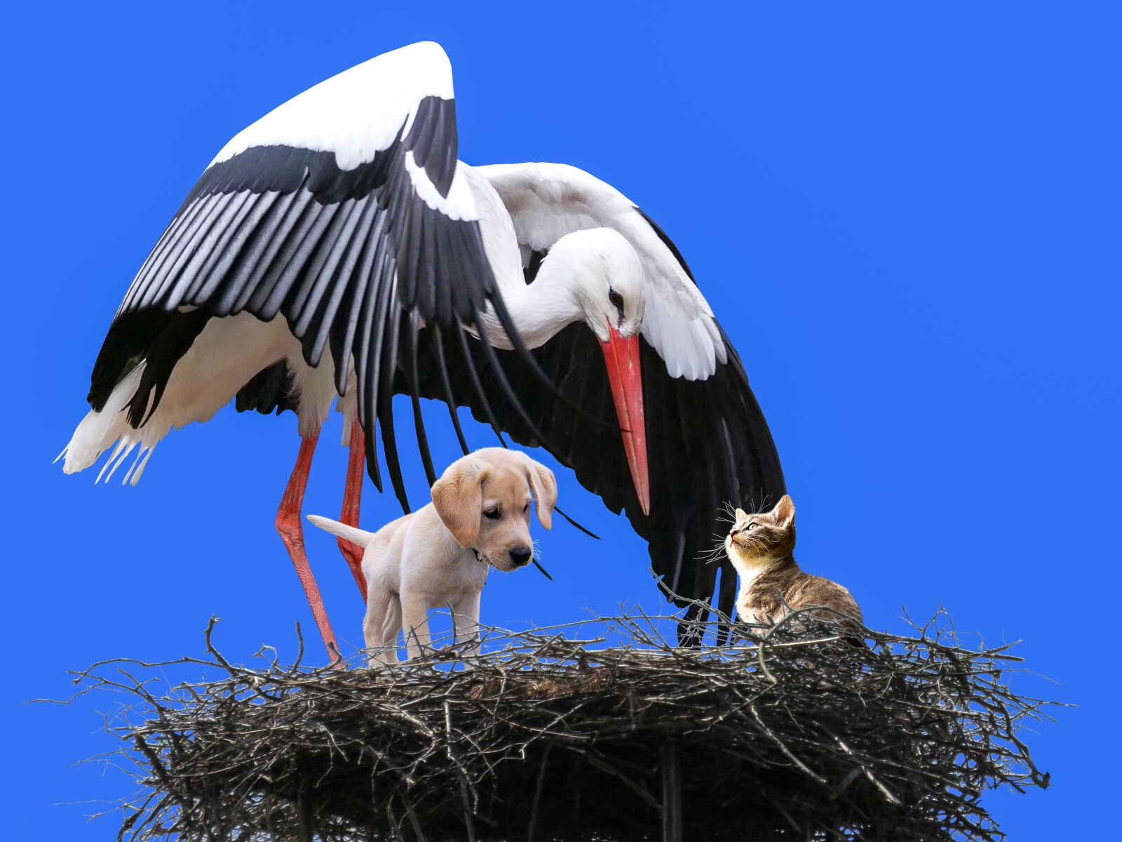 Canon PowerShot SX50 HS sample photo. Animal, bird, stork photography