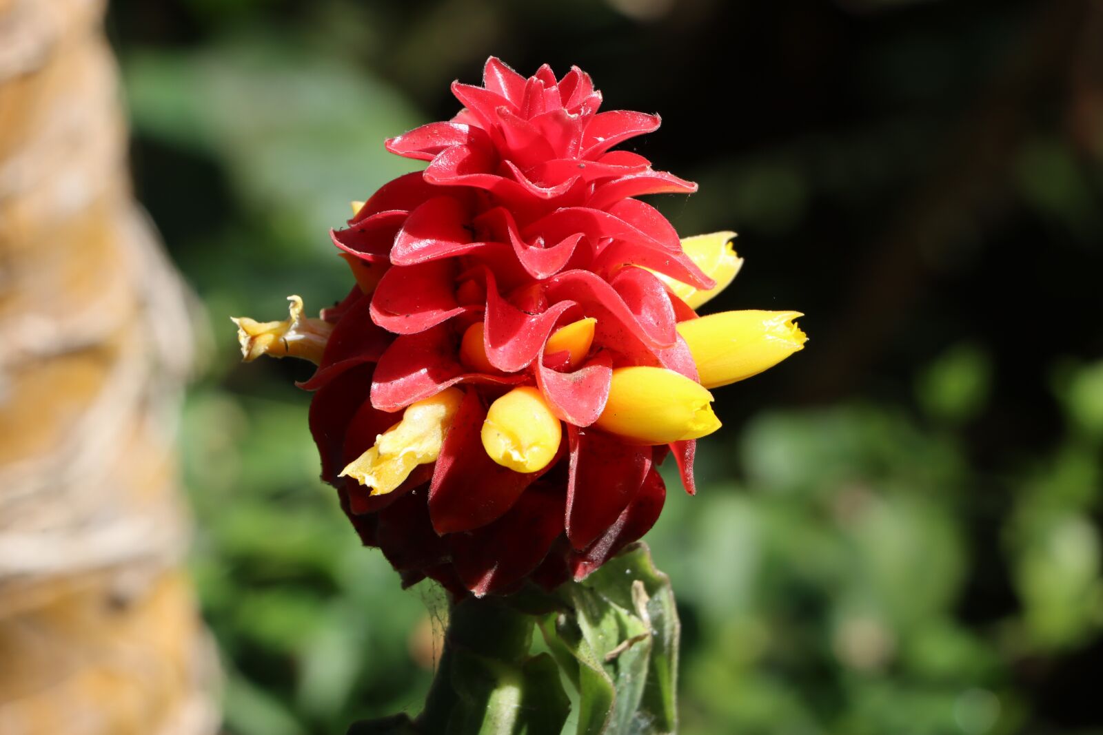 Canon EF-S 18-135mm F3.5-5.6 IS USM sample photo. Costus spiral ginger, edible photography