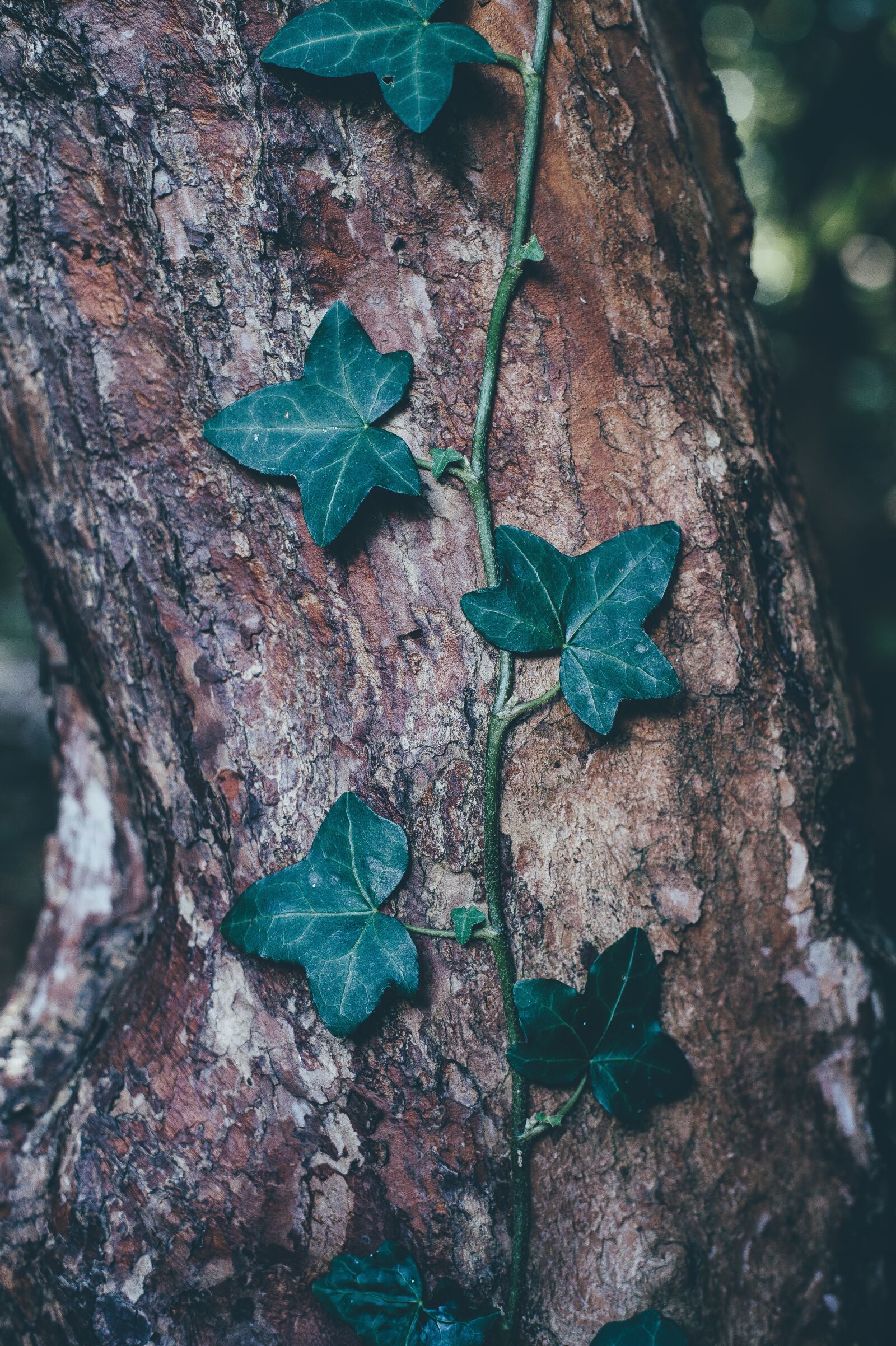 Nikon D4S sample photo. Bark, blur, close-up photography