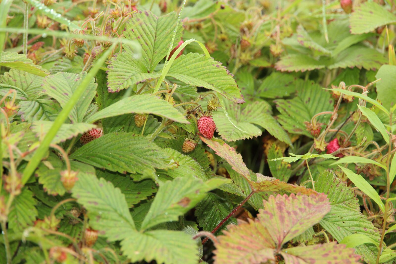 Canon EOS 650D (EOS Rebel T4i / EOS Kiss X6i) + Canon EF-S 15-85mm F3.5-5.6 IS USM sample photo. Wild strawberry, berry, red photography