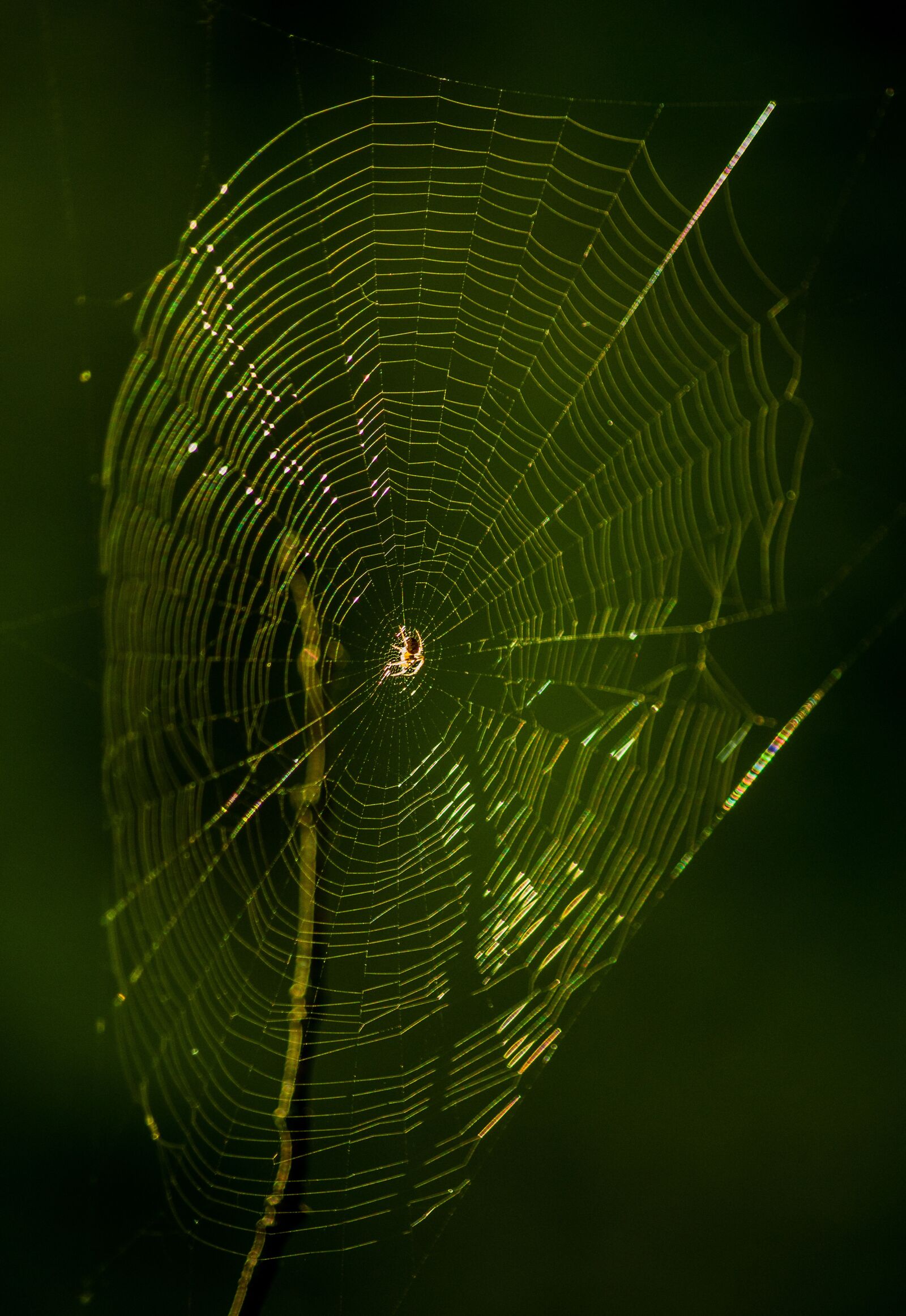 smc PENTAX-DA L 50-200mm F4-5.6 ED sample photo. Spider, cobweb, arachnid photography