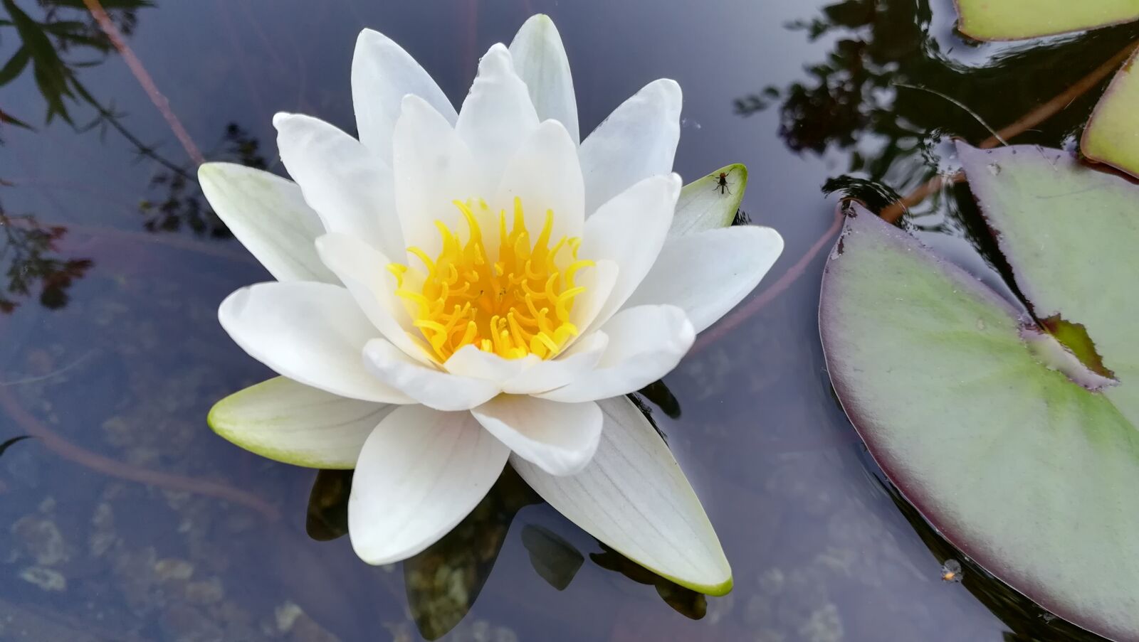 HUAWEI PRA-LX1 sample photo. Pond, water lily, white photography