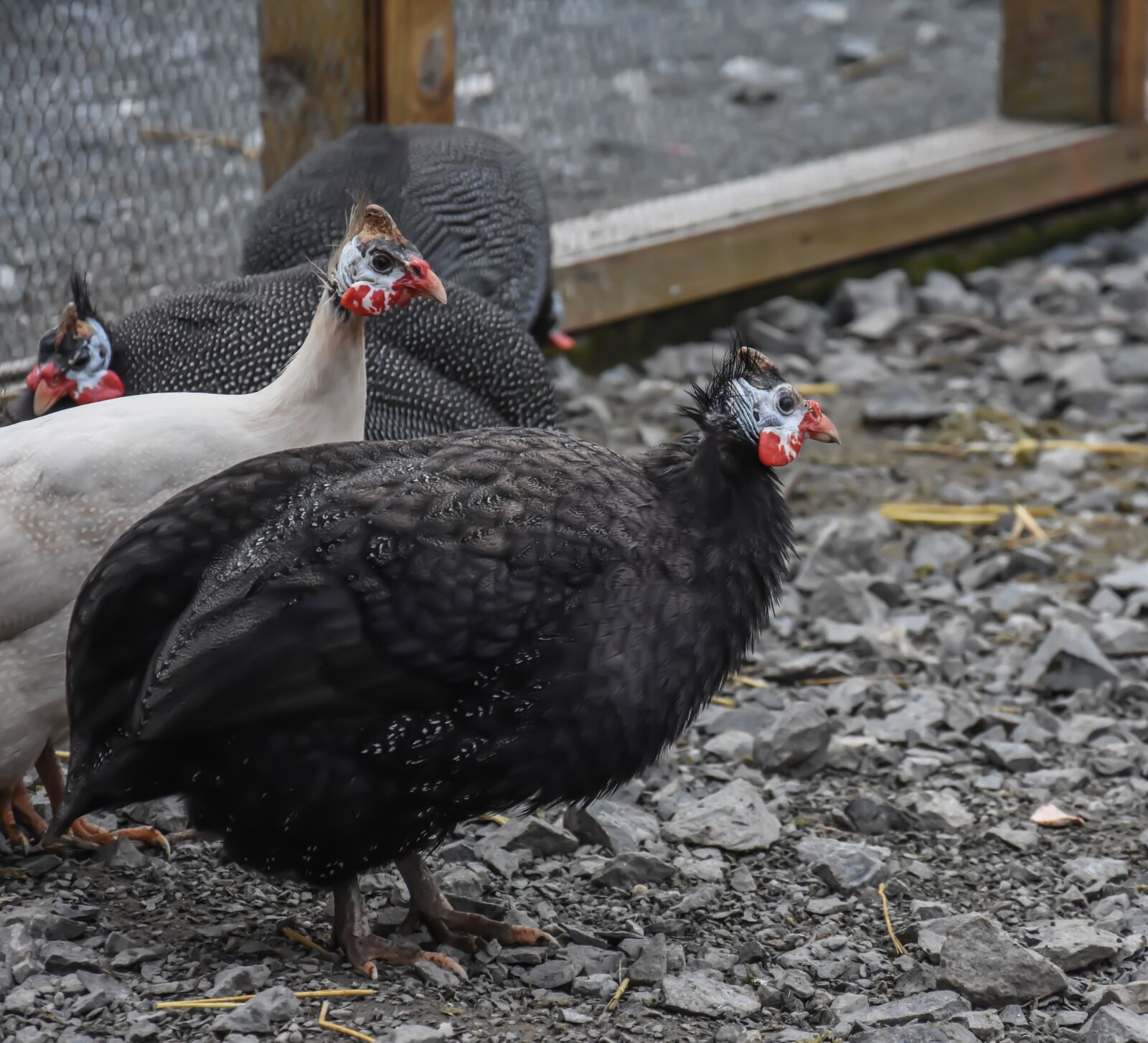 Nikon D7200 sample photo. Chicken, farm, bird photography