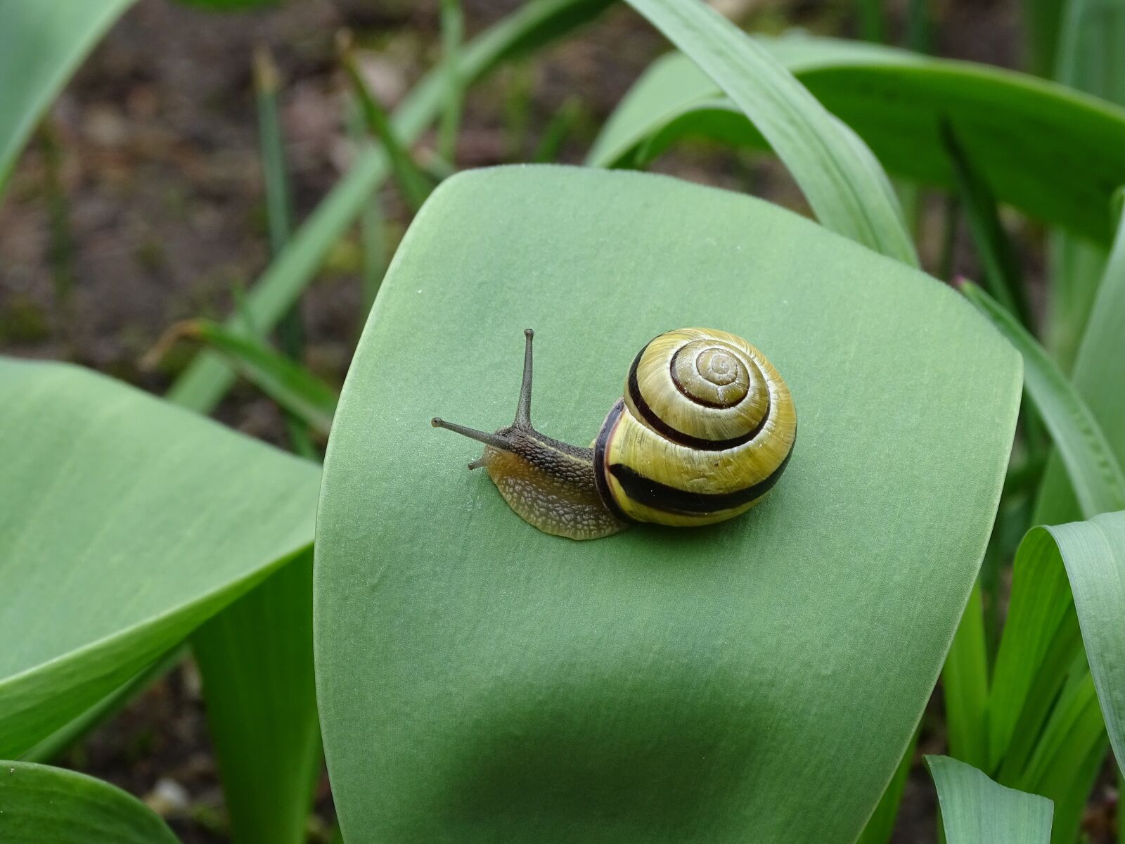 Sony Cyber-shot DSC-HX400V sample photo. Snail, shellfish, garden snail photography