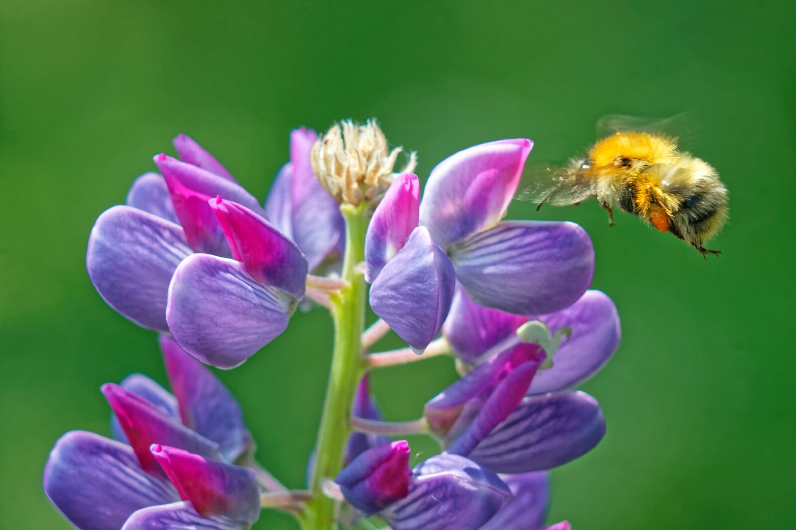 Canon EOS 500D (EOS Rebel T1i / EOS Kiss X3) sample photo. Bumblebee, macro, flower photography