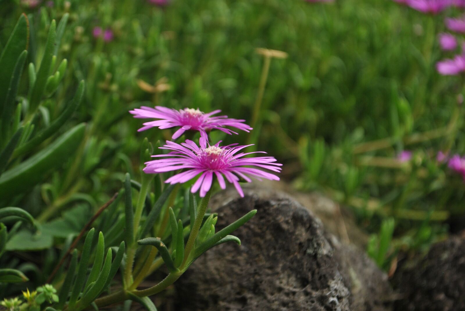 Nikon D3000 sample photo. Purple, plants, flowers photography