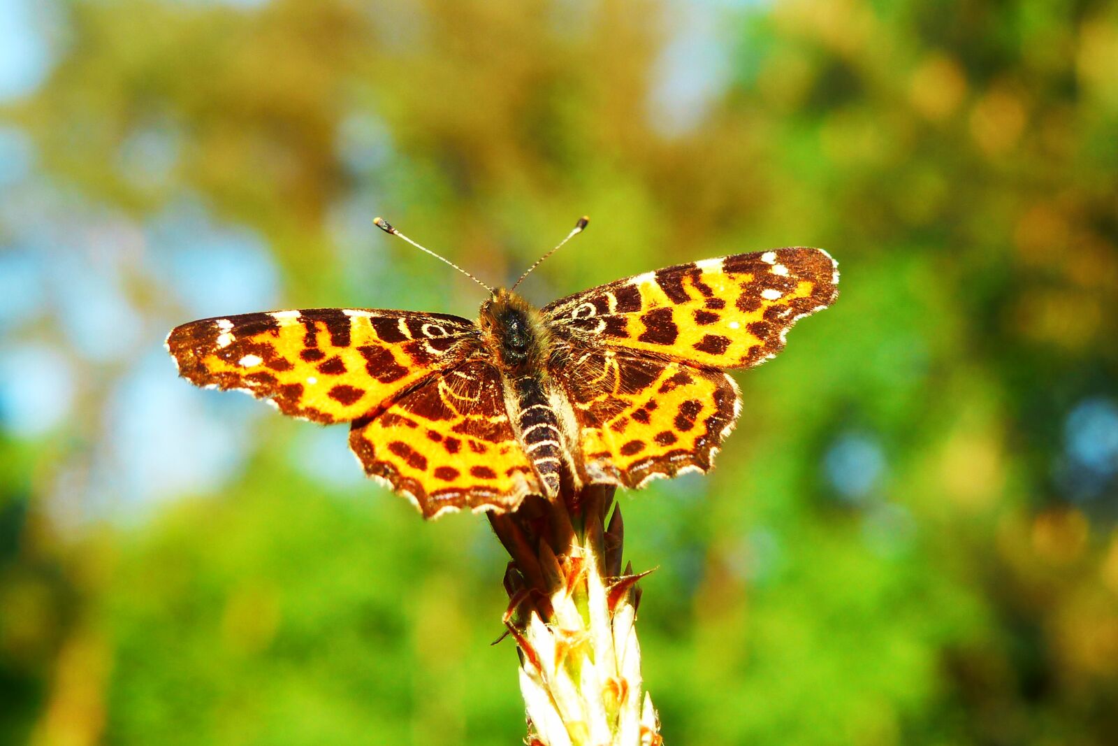Panasonic Lumix DMC-FZ200 sample photo. Animals, invertebrates, butterfly day photography