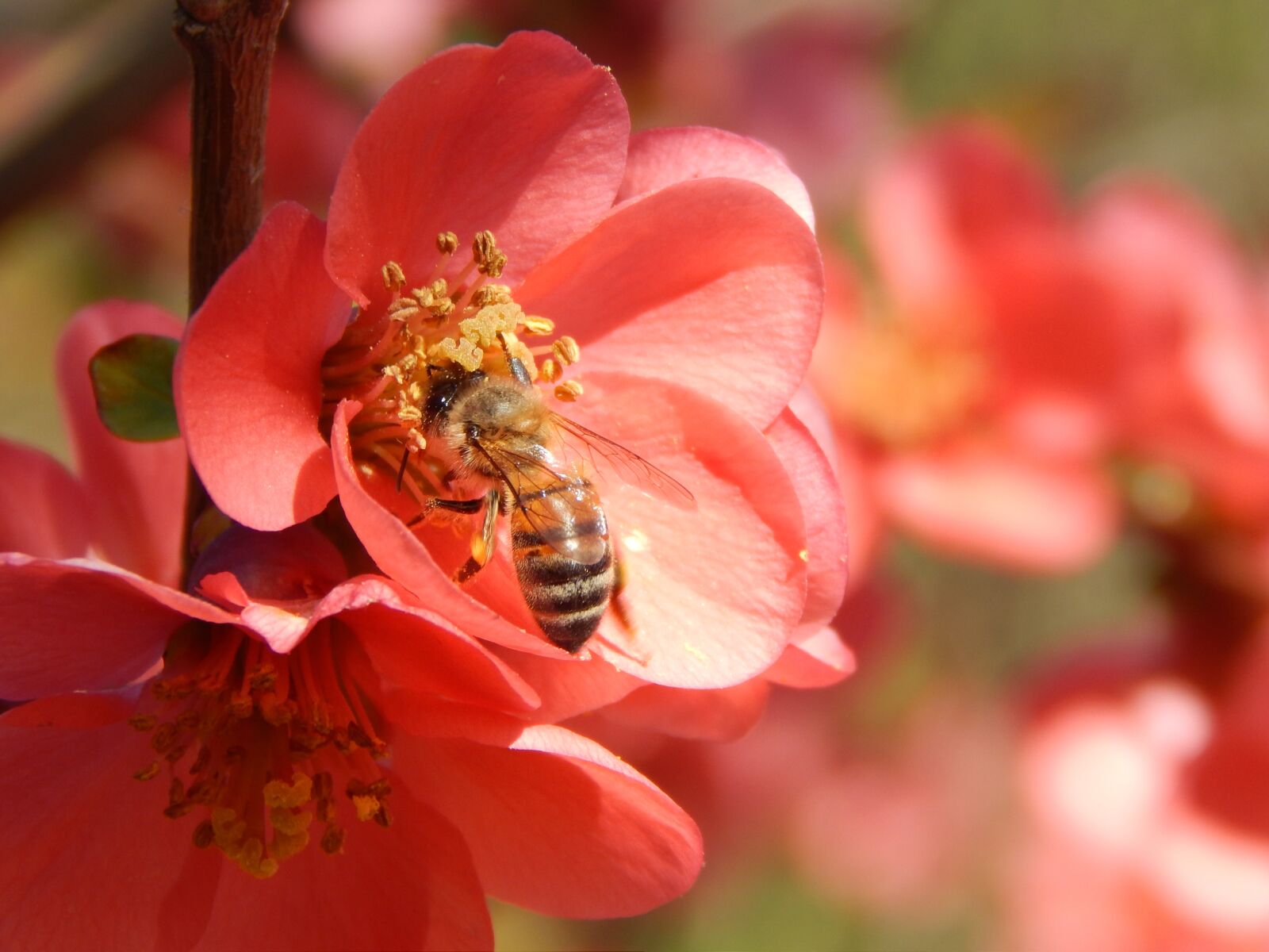 Nikon Coolpix L820 sample photo. Bee, flower, insects photography