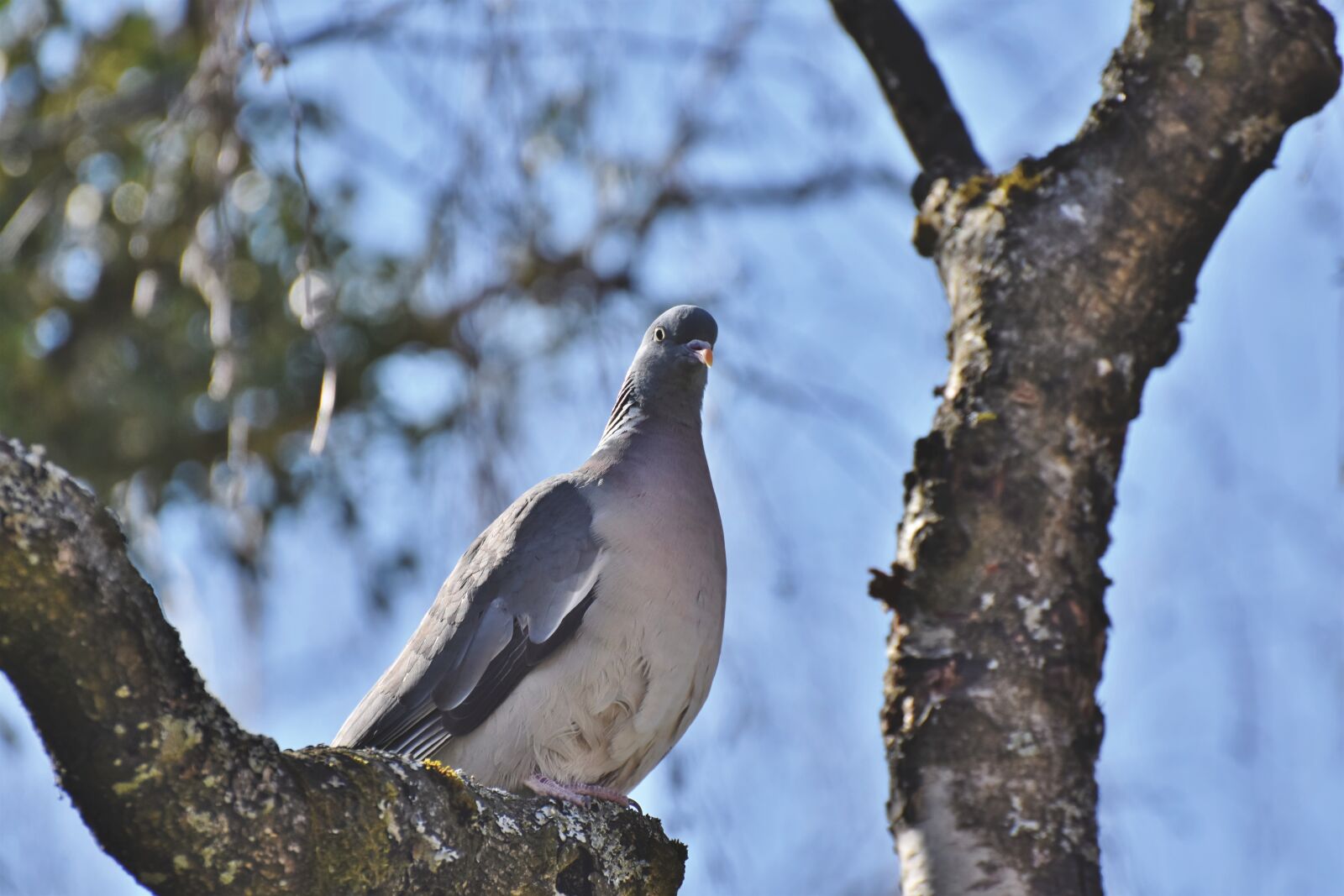 Nikon D7200 sample photo. Dove, ringdove, bird photography