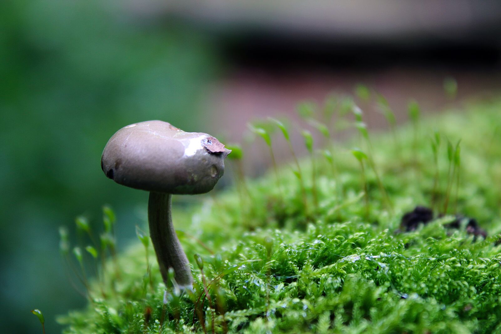 Canon EF-S 18-55mm F3.5-5.6 IS sample photo. Mushroom, fungi, spore photography