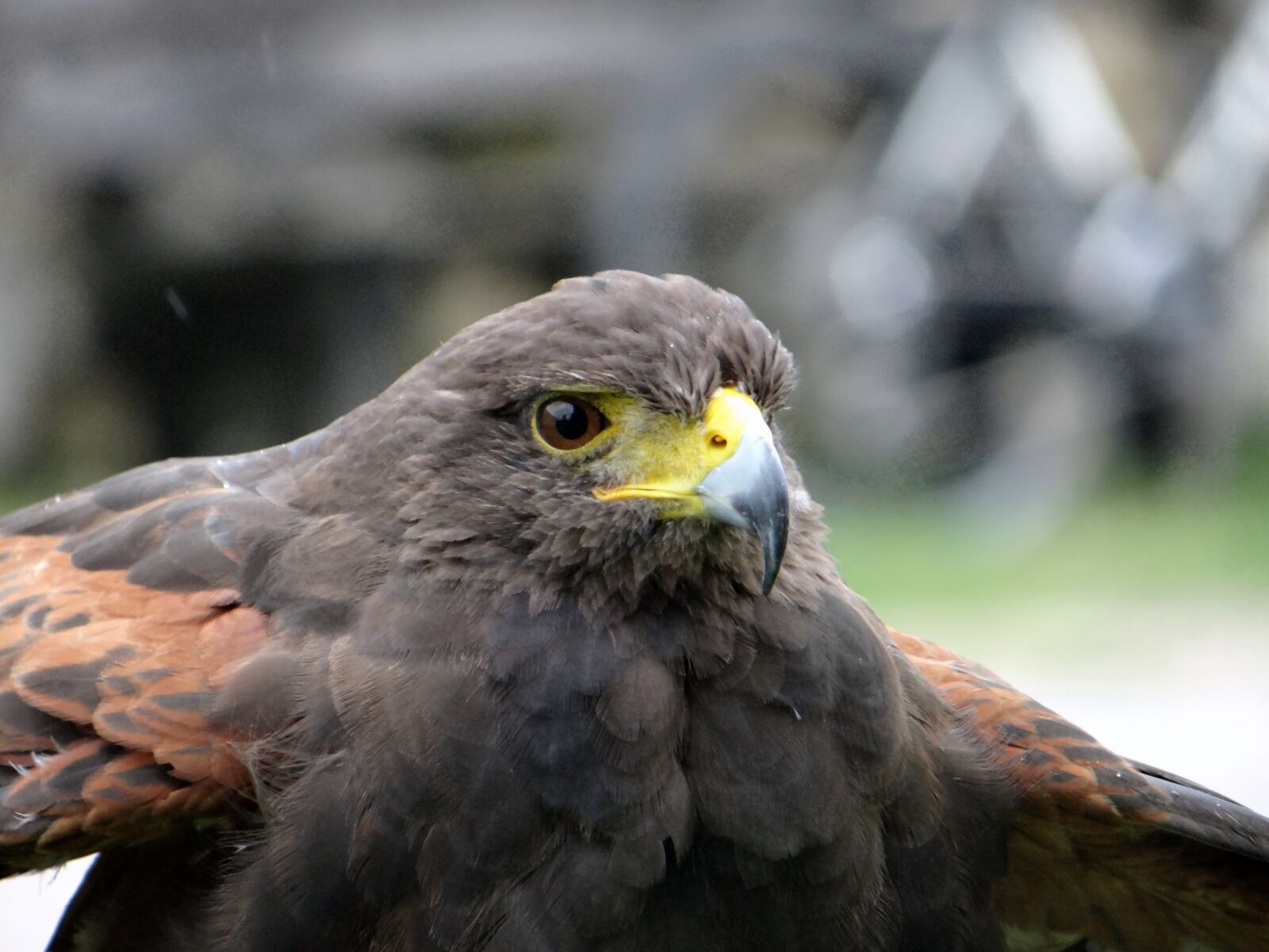 Sony DSC-HX200V sample photo. Hawk, claws, beak photography