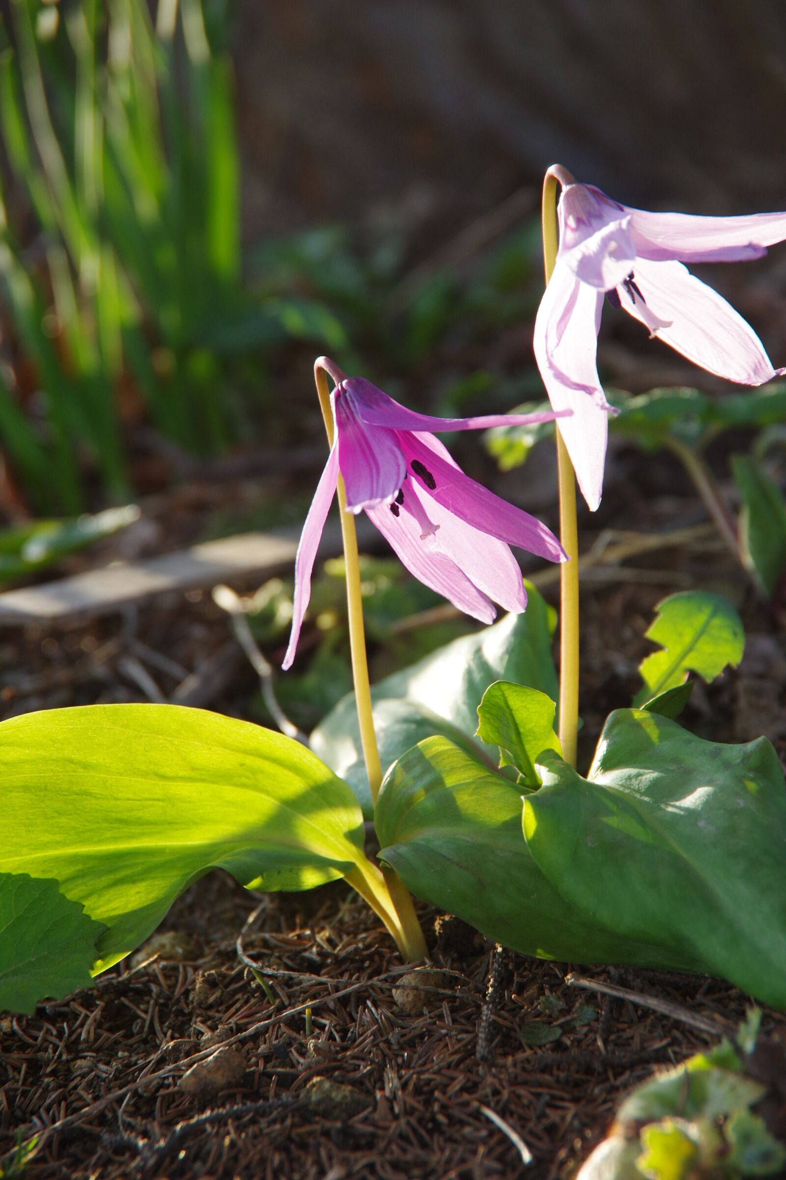 Pentax K-3 sample photo. Flowers, japanese dog's tooth photography
