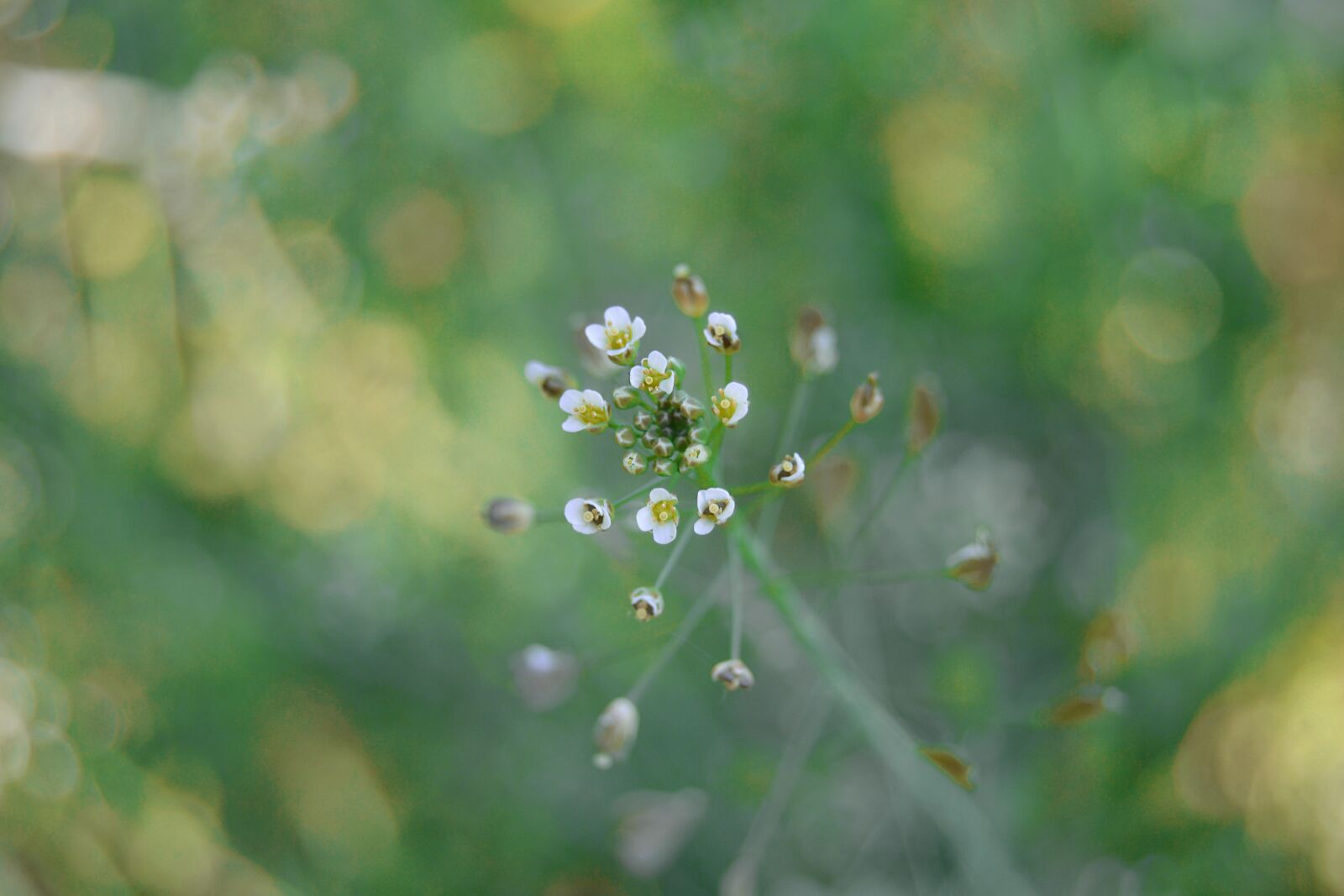 Nikon D3100 sample photo. Flowers, gently, love photography