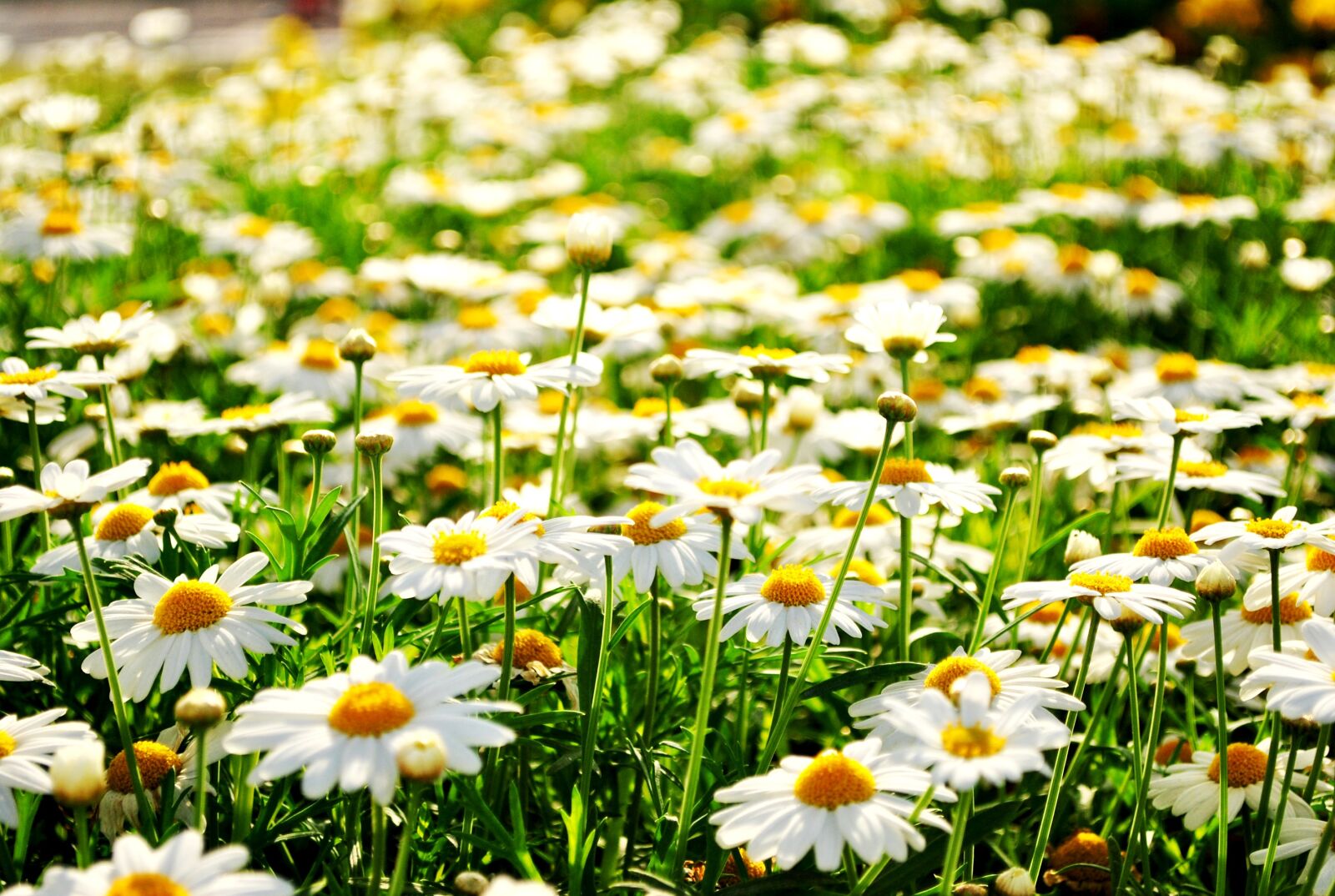 Nikon D3000 sample photo. Nature, flora, flower photography