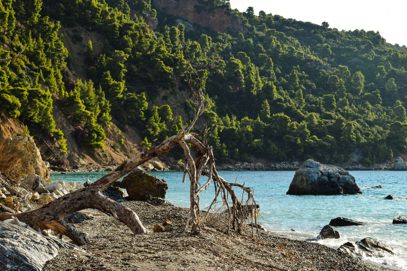 Nikon D3300 sample photo. Beach, wild, fallen tree photography