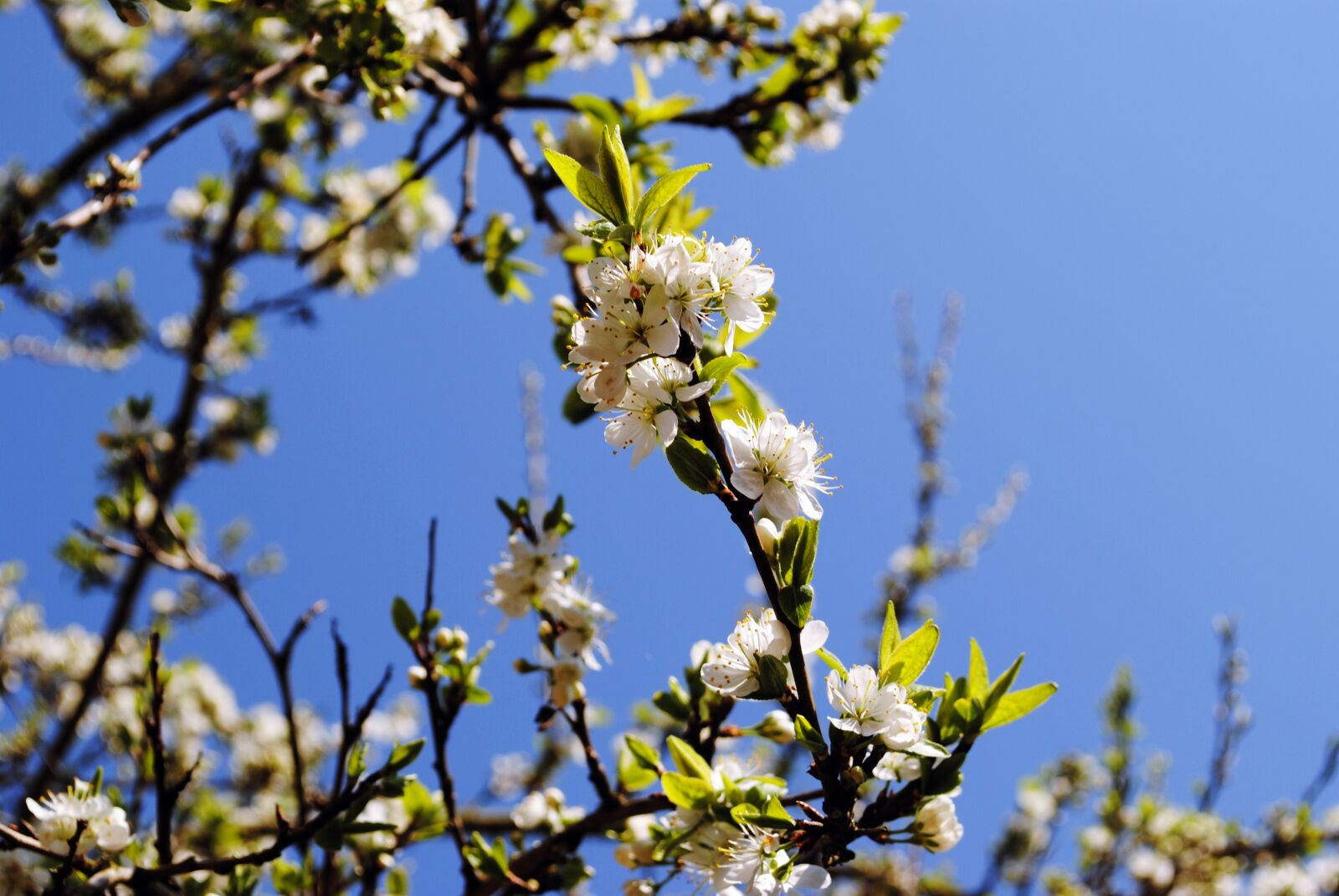 Nikon D3000 sample photo. Spring, blossom, bloom photography