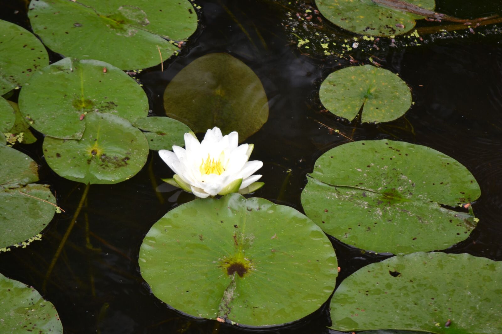Nikon D3100 sample photo. Water, lily, flower photography