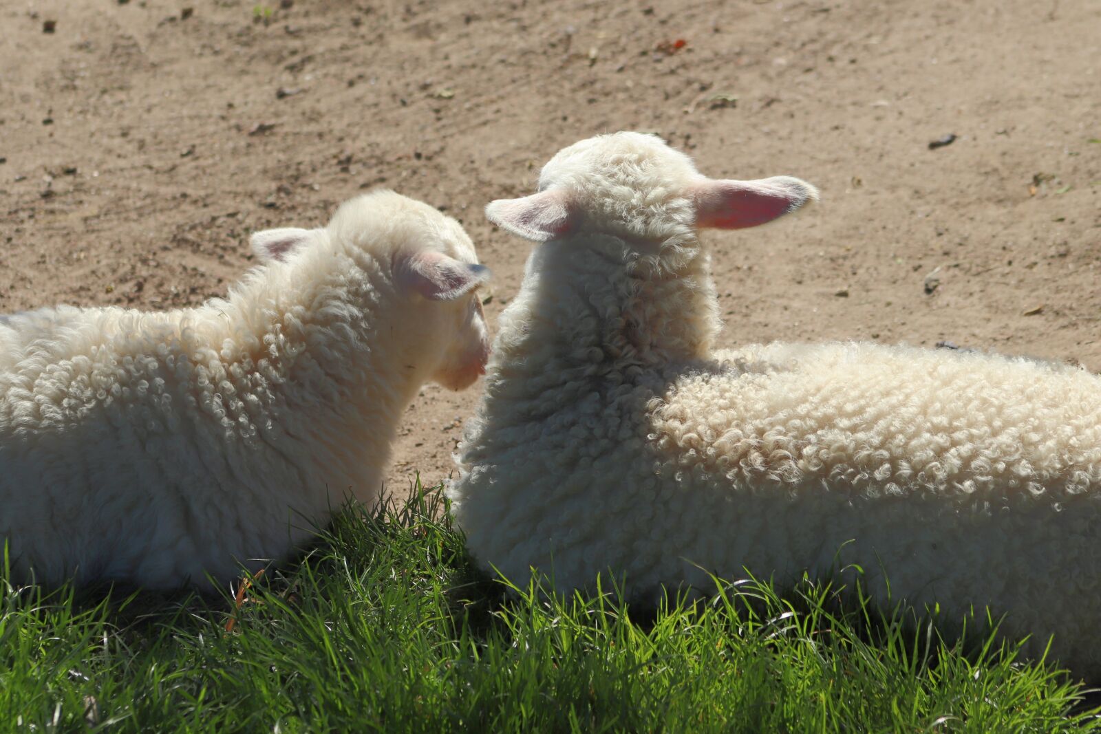 Canon EOS 800D (EOS Rebel T7i / EOS Kiss X9i) sample photo. Lambs, sheep, animals photography