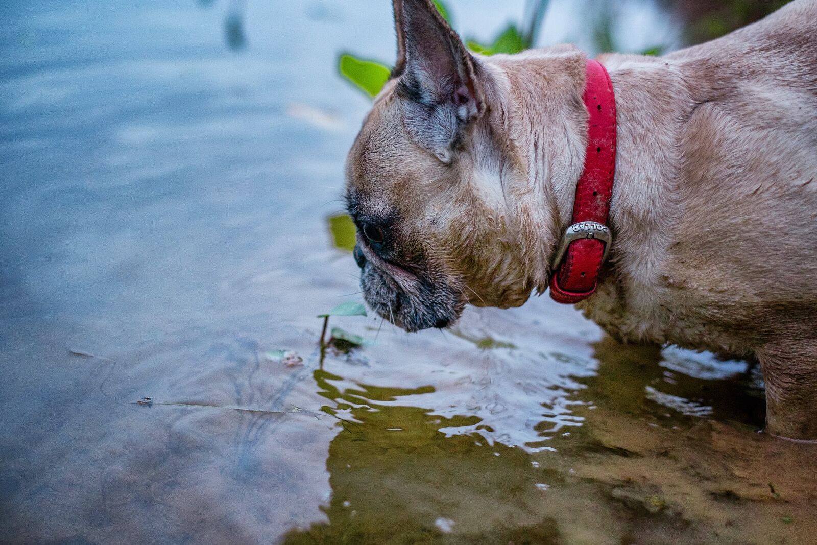 Fujifilm X-E1 + Fujifilm XF 35mm F1.4 R sample photo. Gerda, french bulldog, dog photography