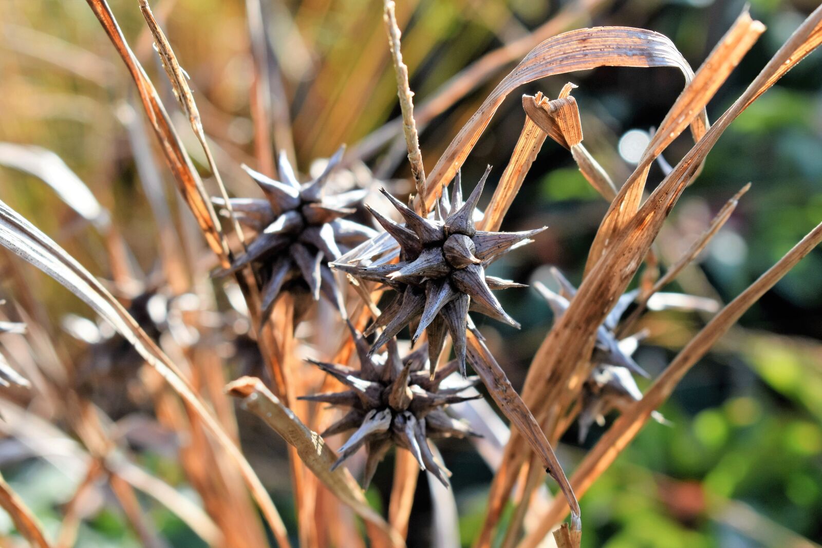 Nikon D5500 sample photo. Grass, morning star, seeds photography