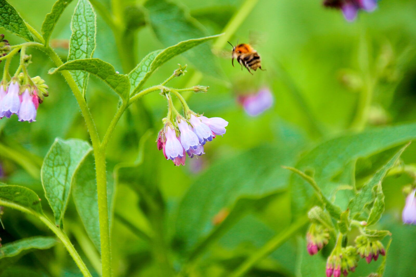 Canon EOS 700D (EOS Rebel T5i / EOS Kiss X7i) sample photo. Hummel, flower, insect photography