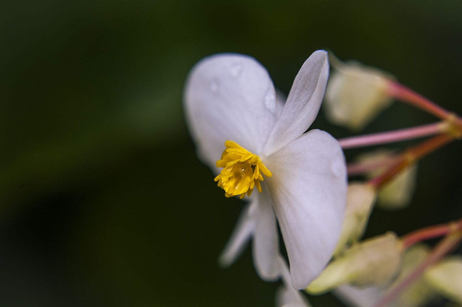 Nikon D40 sample photo. Nature, forest, color photography