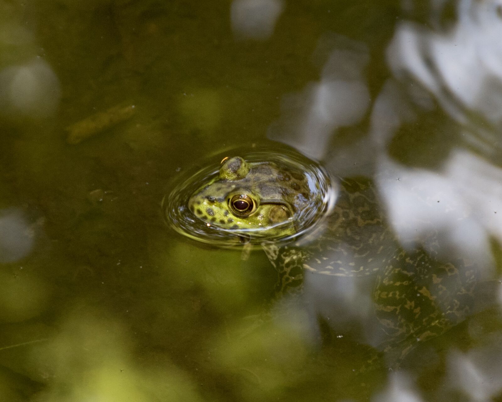 Nikon D810 sample photo. Frog, bullfrog, amphibian photography