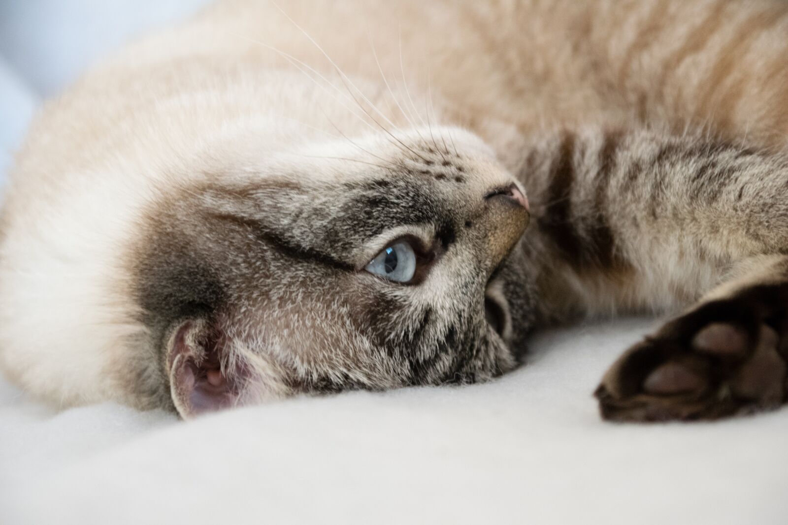 Nikon D5300 sample photo. Mammal, animal, cat photography