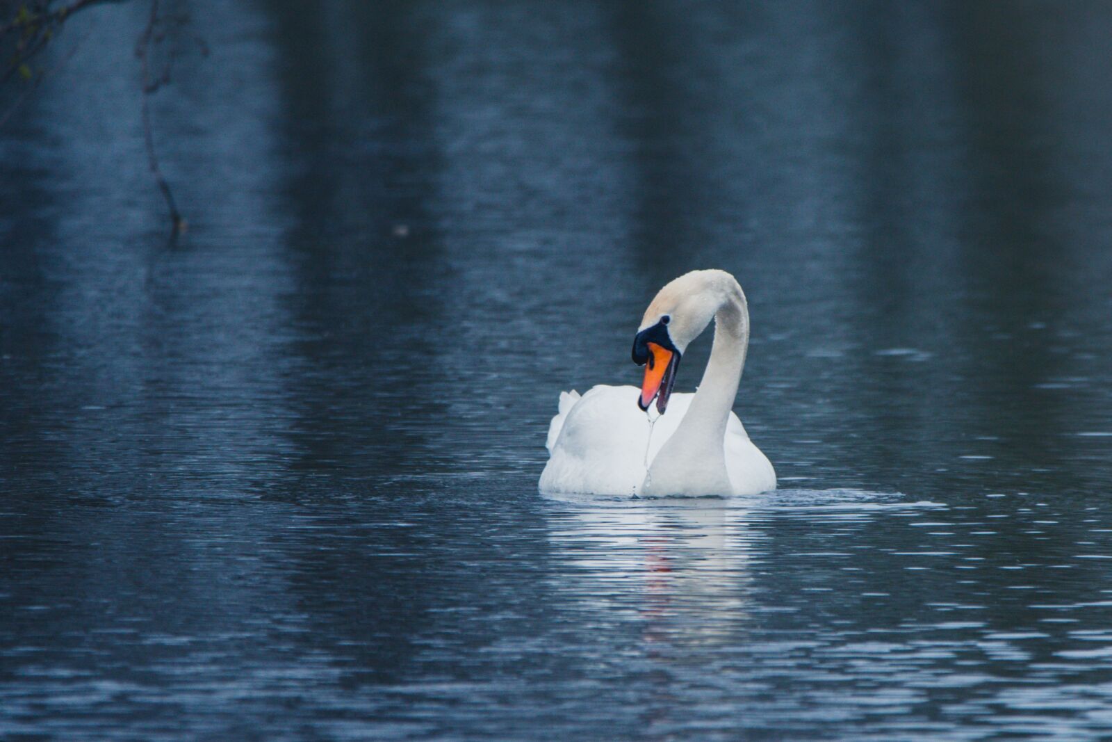 150-600mm F5-6.3 DG OS HSM | Contemporary 015 sample photo. Swan, water bird, swim photography