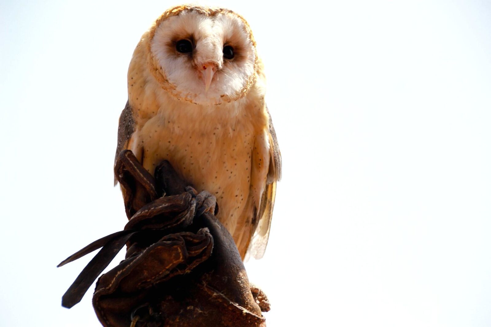 Canon EOS 1100D (EOS Rebel T3 / EOS Kiss X50) sample photo. Owl, raptor, bird, wildlife photography