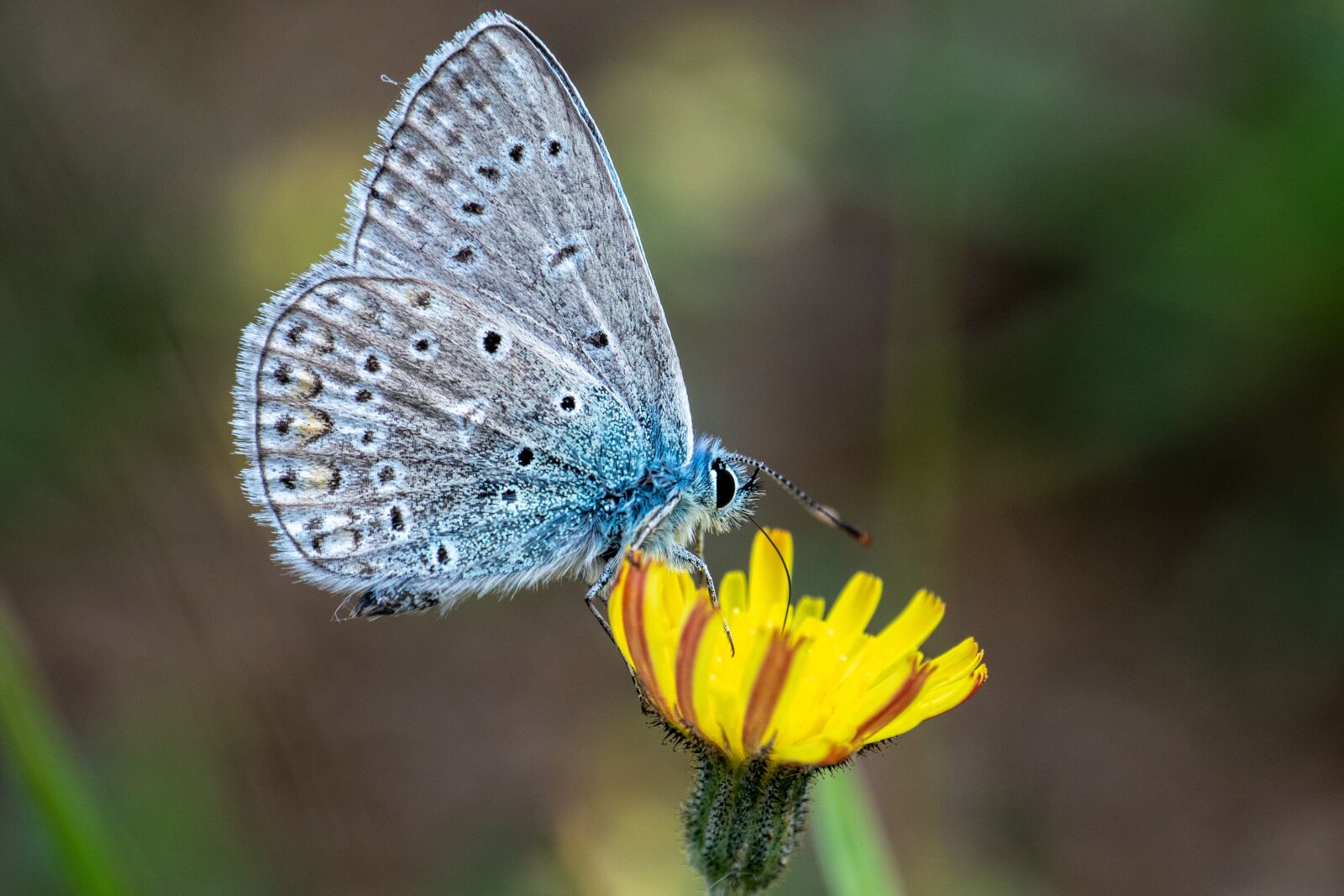 Nikon 1 J5 sample photo. Butterfly, blossom, bloom photography