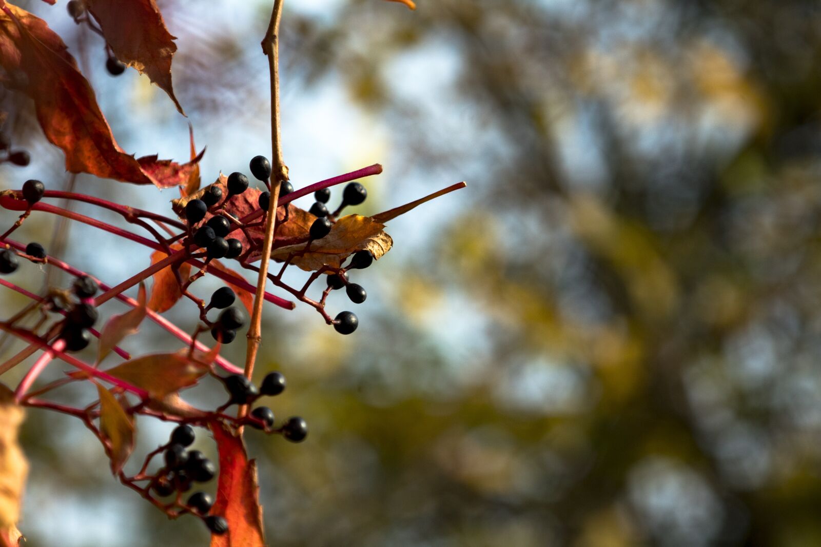 EF80-200mm f/4.5-5.6 sample photo. Bunch of grapes, autumn photography