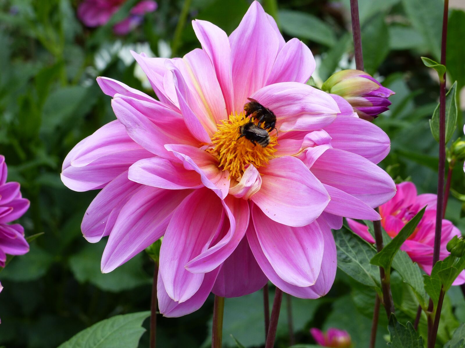 Panasonic Lumix DMC-FZ200 sample photo. Dahlia, flower, pink photography