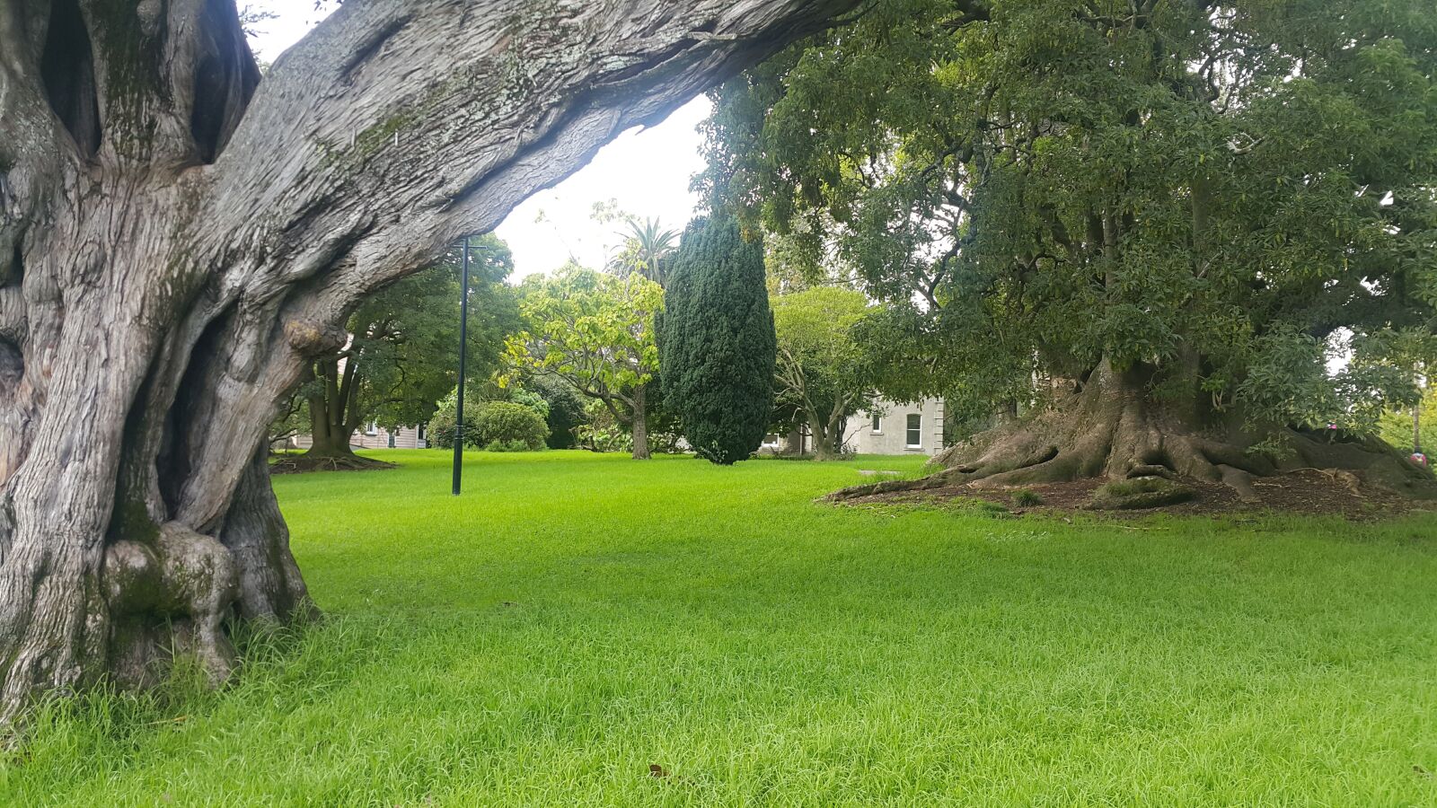 Samsung Galaxy Note4 sample photo. Enviroment, green, park, tree photography