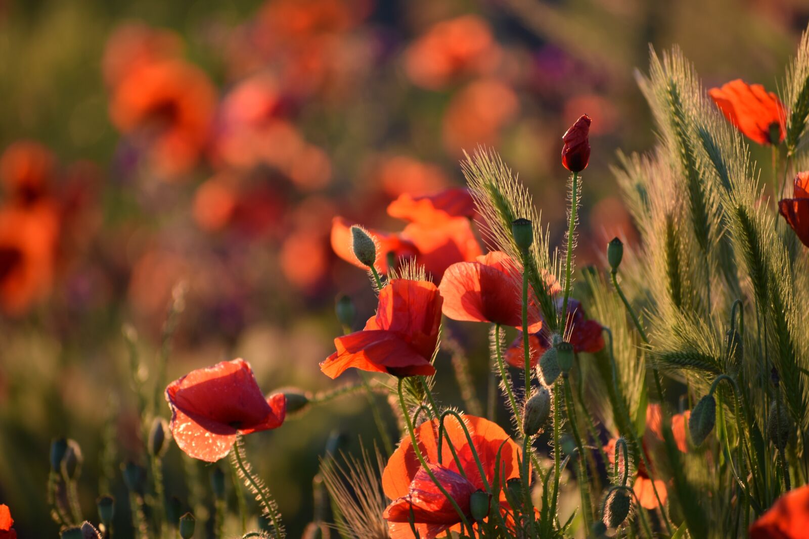 Nikon D3300 sample photo. Red poppy, evening, sunset photography