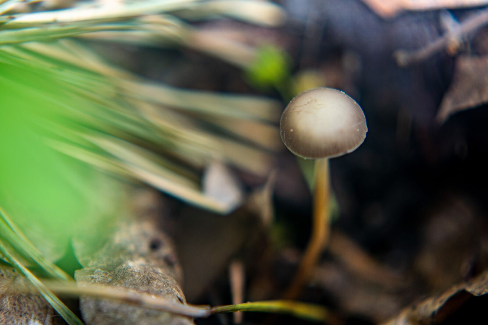 Nikon D5300 sample photo. Forest, mushrooms, nature photography