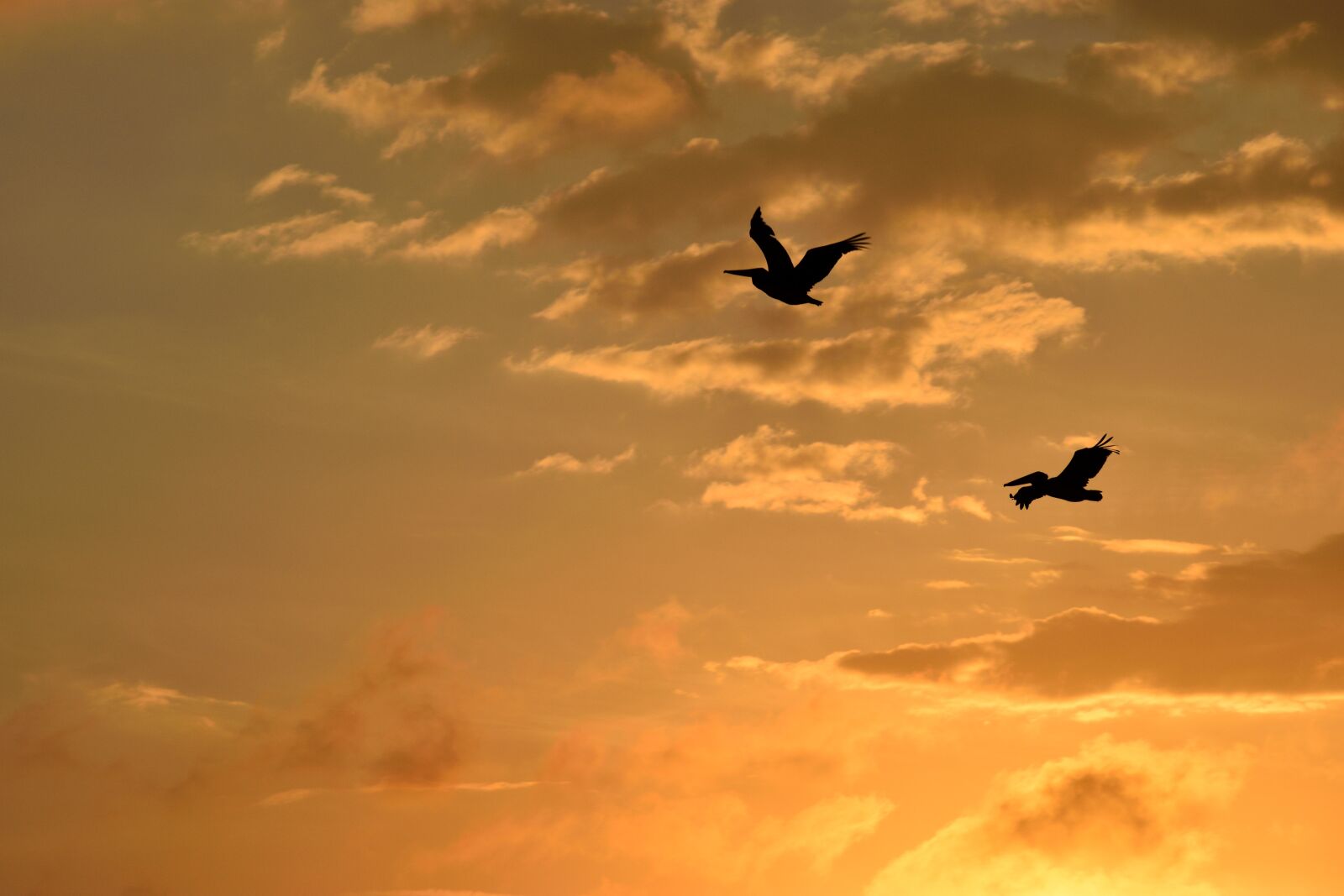 Nikon D3300 sample photo. Sunset, florida, birds photography