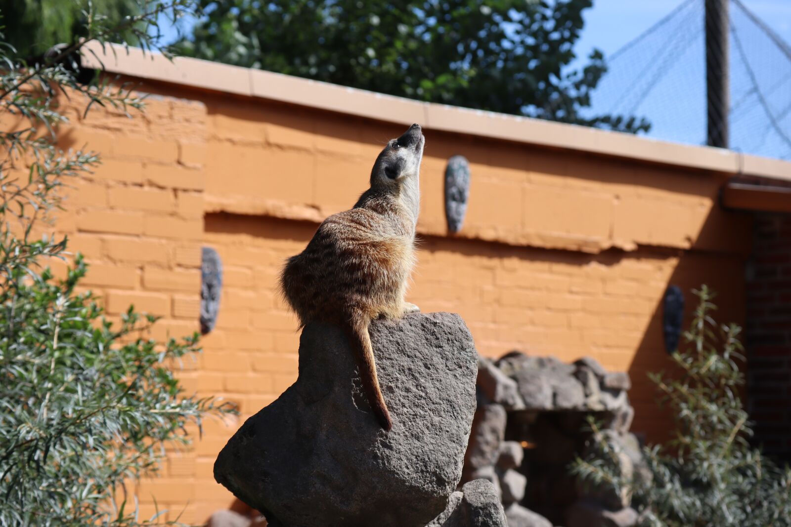 Canon EF-M 55-200mm F4.5-6.3 IS STM sample photo. Meerkat, suricate, animal photography