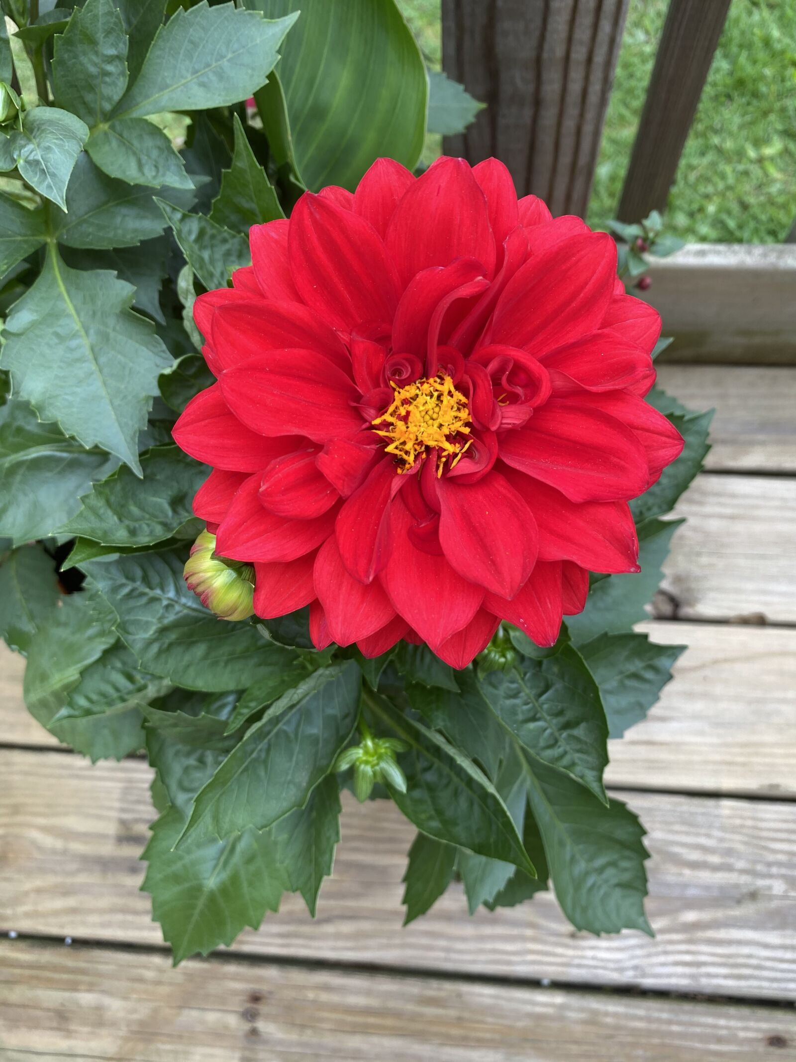 Apple iPhone 11 sample photo. Red, dahlia, flower photography