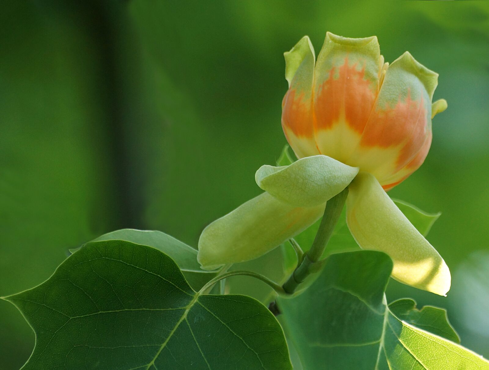 Sony SLT-A65 (SLT-A65V) sample photo. Tree, american tulip tree photography