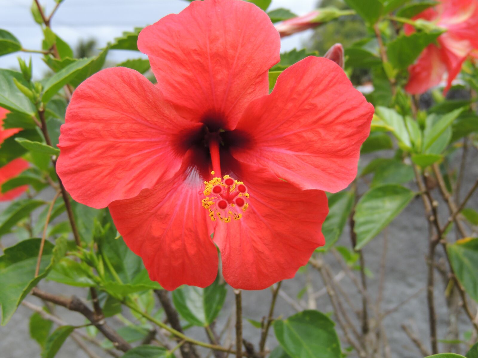 Nikon Coolpix P510 sample photo. Flower, plant, nature photography