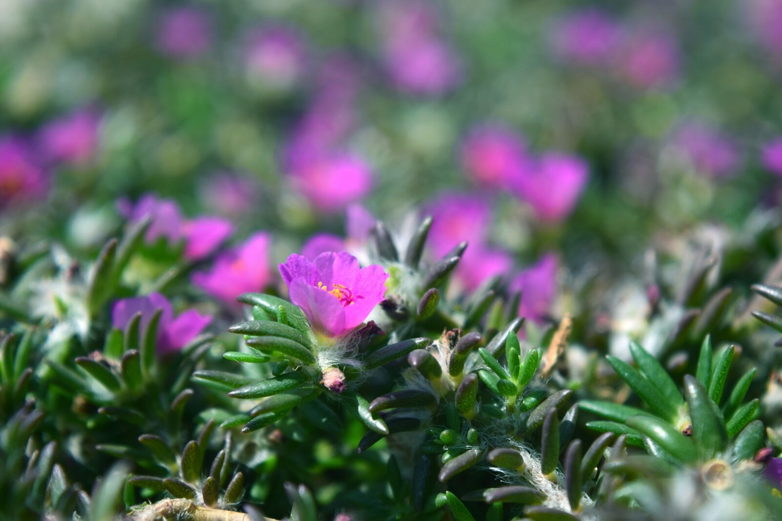 Nikon D5300 sample photo. Flower, grass, rosemary photography
