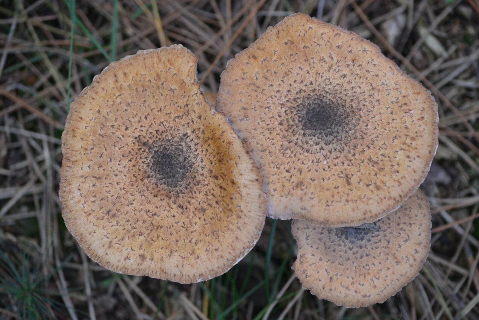Nikon D5200 sample photo. Mushrooms, fungi, nature photography