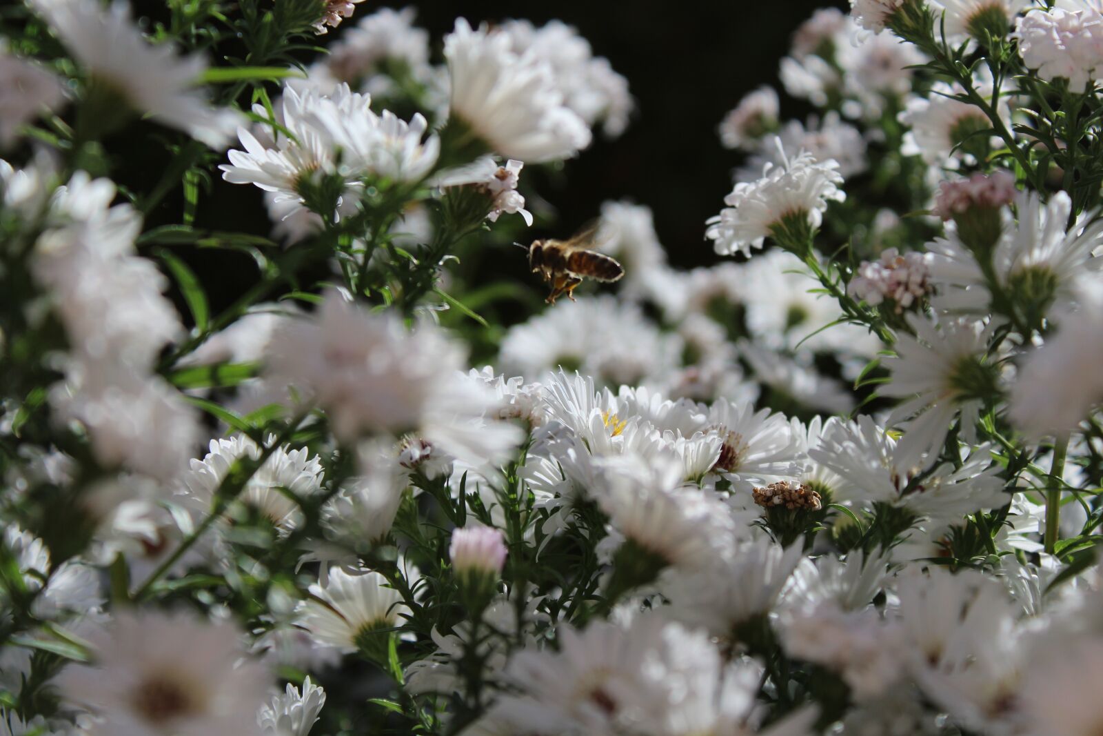 Canon EOS 1200D (EOS Rebel T5 / EOS Kiss X70 / EOS Hi) sample photo. Bee, bee in the photography