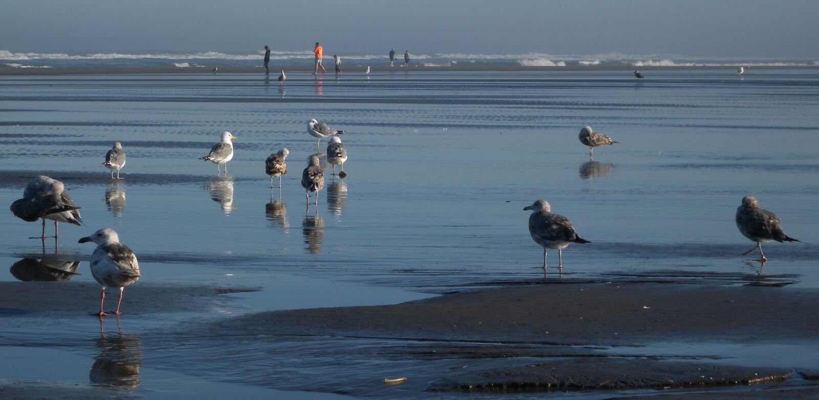 Nikon Coolpix P6000 sample photo. Seagulls, beach, ocean photography