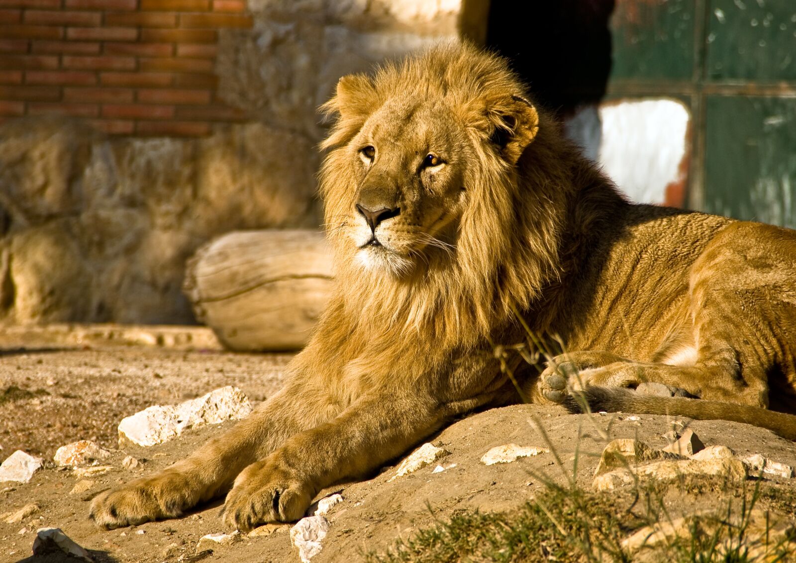 Sony Alpha DSLR-A700 sample photo. Lion, animal, predator photography
