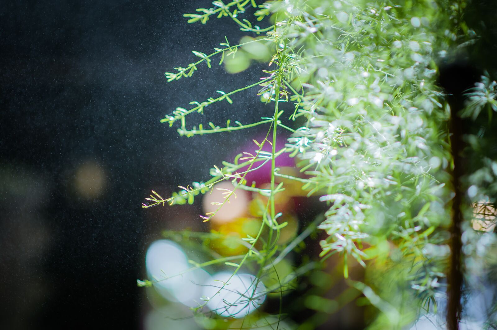 Nikon D3 sample photo. Tree, green, nature photography